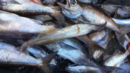 康仁丸・ジギング釣り果